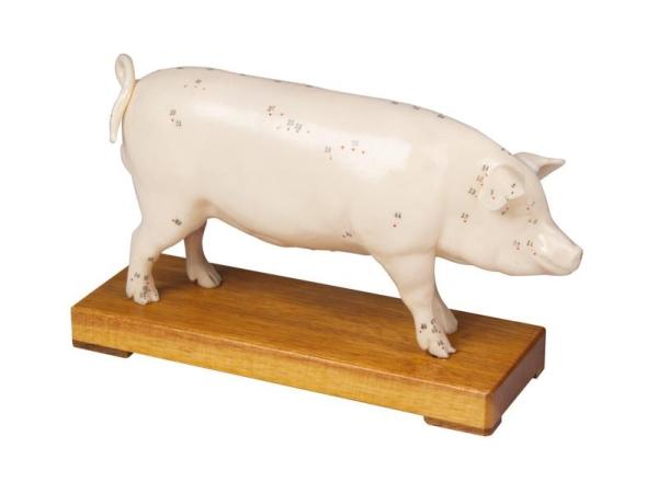 Erler-Zimmer Akupunktur-Schwein
