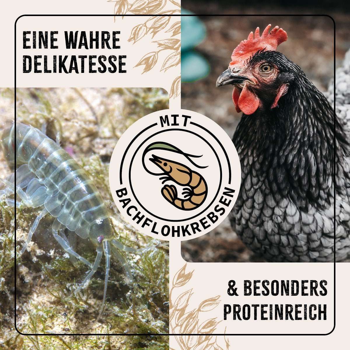 Tier, Hühnchen, Geflügel, Insekt, Wirbellose