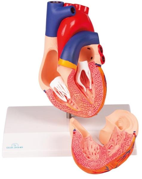 Erler-Zimmer Herzmodell, natürliche Größe, 2 Teile - EZ Augmented Anatomy