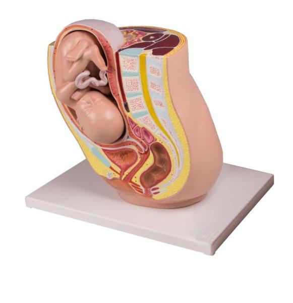 Erler-Zimmer Schwangerschaftsbecken mit Fetus in der 32. Schwangerschaftswoche, 2-teilig