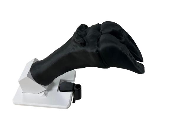 Erler-Zimmer Verbandssimulator Rinderklaue