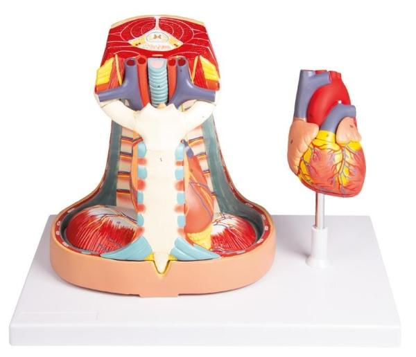 Erler-Zimmer Mediastinum, natürliche Größe