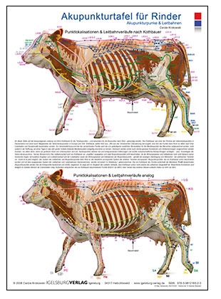 Akupunkturtafel Rind