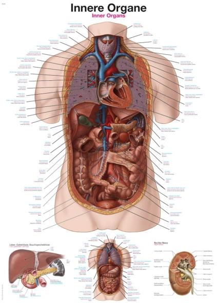 Erler-Zimmer Lehrtafel "Innere Organe", 50x70cm
