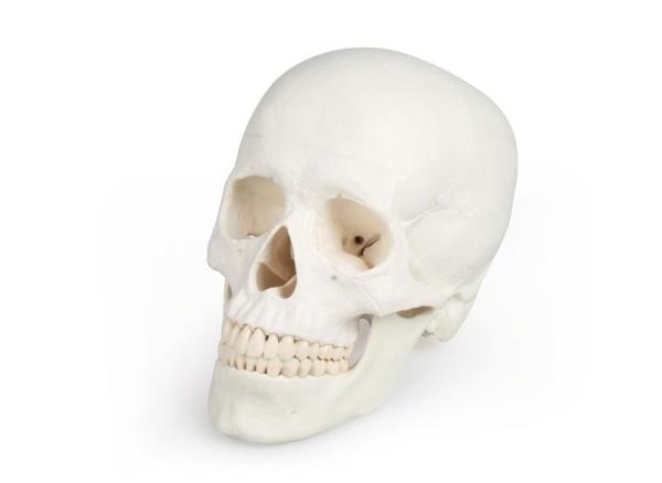 Erler-Zimmer Schädelmodell, 3-teilig - EZ Augmented Anatomy