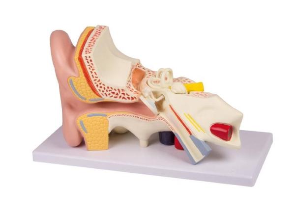 Erler-Zimmer Ohrmodell, 3-fache Größe, 4 Teile - EZ Augmented Anatomy