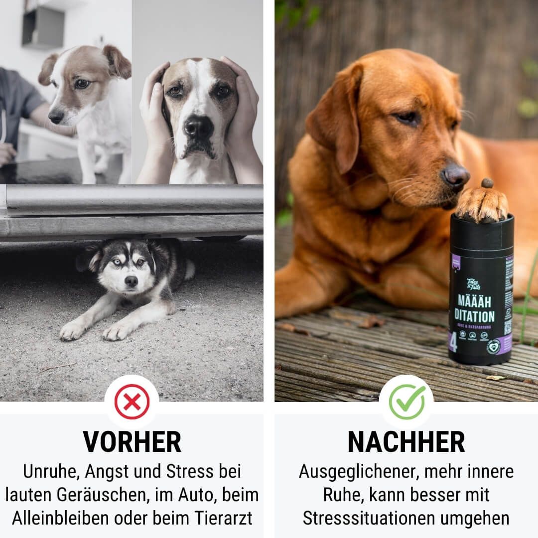 Hund, Säugetier, Haustier, Werbung