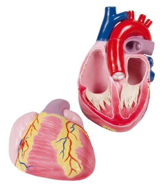 Erler-Zimmer Großes Herzmodell, 3-fache Lebensgröße, 2 Teile - EZ Augmented Anatomy