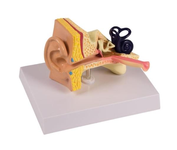 Erler-Zimmer Kinderohr, 1,5-fache Größe