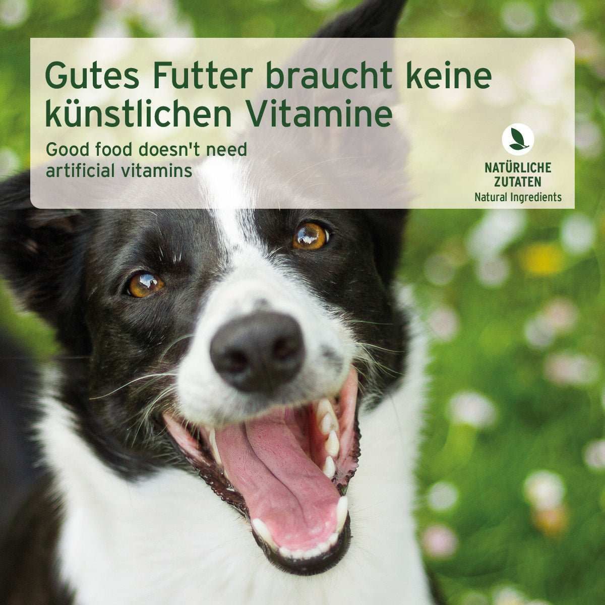 Hund, Säugetier, Haustier, Visitenkarte, Text