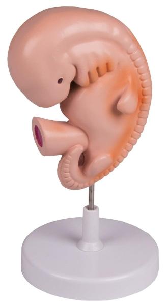Erler-Zimmer Menschlicher Embryo, 4 Wochen