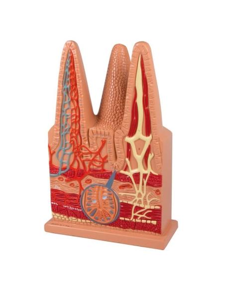 Erler-Zimmer Darmzotten, 100-fache Größe