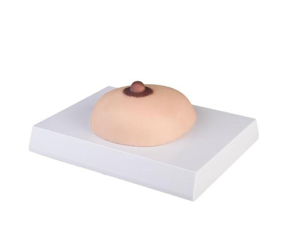 Erler-Zimmer Brustkrebs-Tastmodell