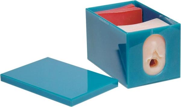 Erler-Zimmer Geburtsfortschritts- und Fetalüberwachungs-Modellset