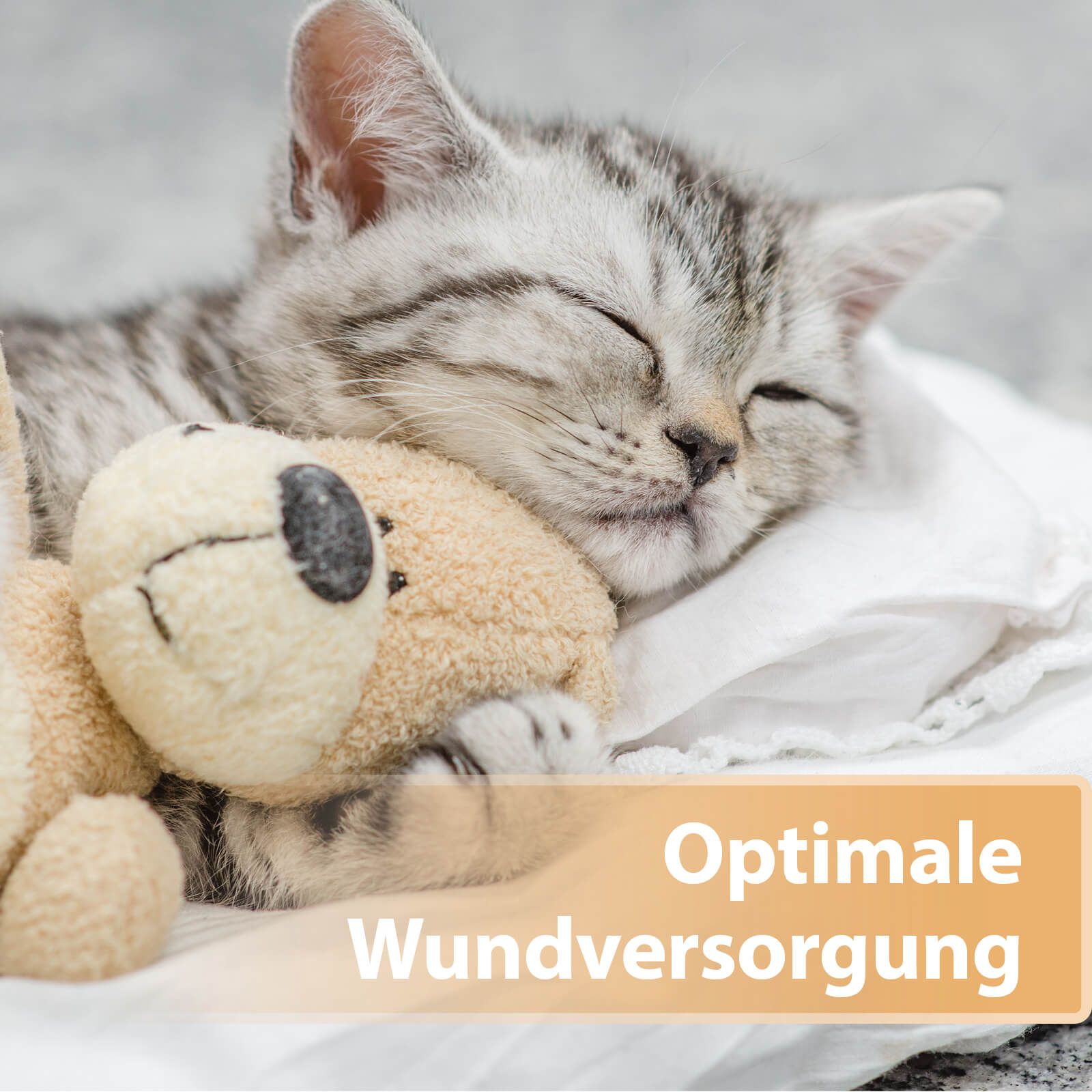 Katze, Kätzchen, Haustier, Person, Schlafend, Katze, Kätzchen, Haustier, Person, Schlafend