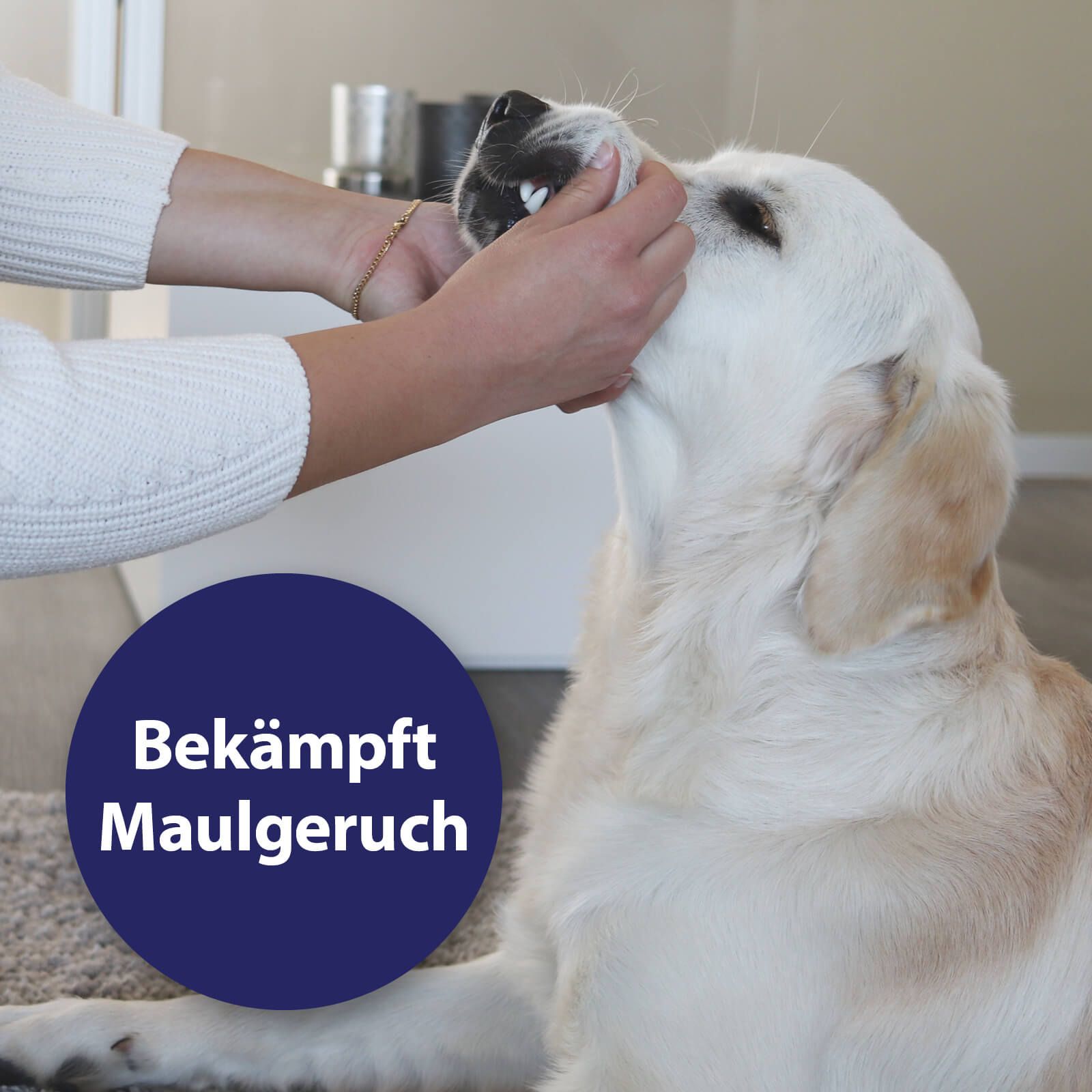 Tier, Hund, Säugetier, Haustier, Tier, Hund, Säugetier, Haustier