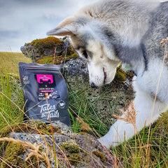 Rock, Husky, Säugetier, Haustier, Känguru