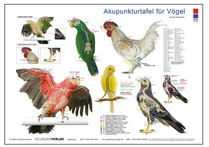 Akupunkturtafel Vogel