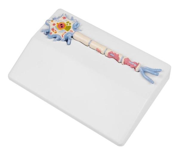 Erler-Zimmer Neuronmodell mit Stadien der Multiplen Sklerose - EZ Augmented Anatomy