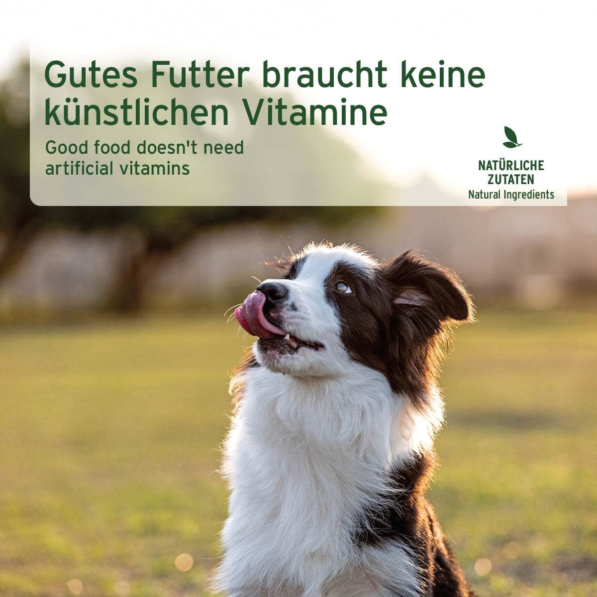 Gras, Pflanze, Hund, Visitenkarte, Werbung