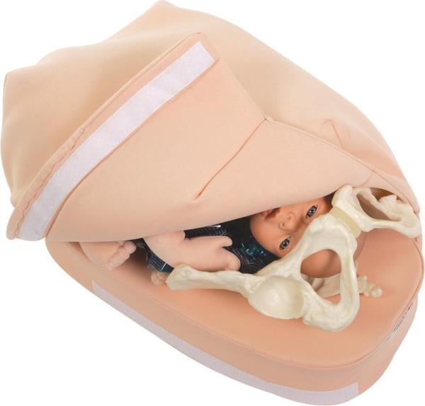 Erler-Zimmer Modellset abdominale Palpation