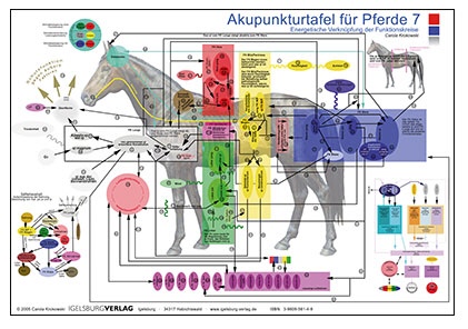 Akupunkturtafel Pferd 7