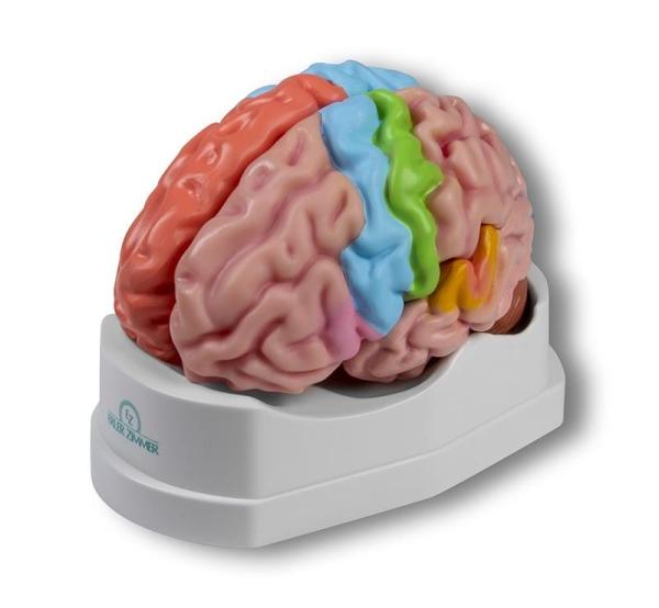 Erler-Zimmer Gehirnmodell funktionell/regional, lebensgroß, 5-teilig - EZ Augmented Anatomy