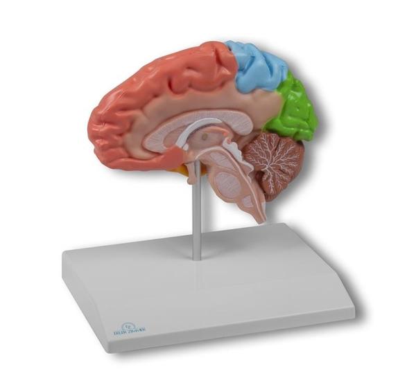 Erler-Zimmer Gehirnhälfte, regional, lebensgroß - EZ Augmented Anatomy