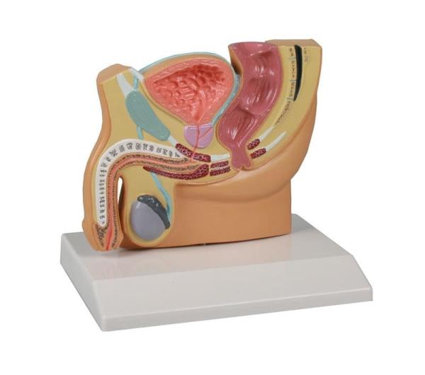 Erler-Zimmer Männlicher Beckenschnitt, verkleinert - EZ Augmented Anatomy