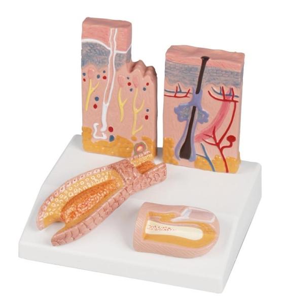 Erler-Zimmer Tischmodell Haut-Haar-Nagel - EZ Augmented Anatomy