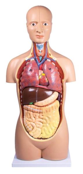 Erler-Zimmer Torso, geschlechtslos, 12 Teile