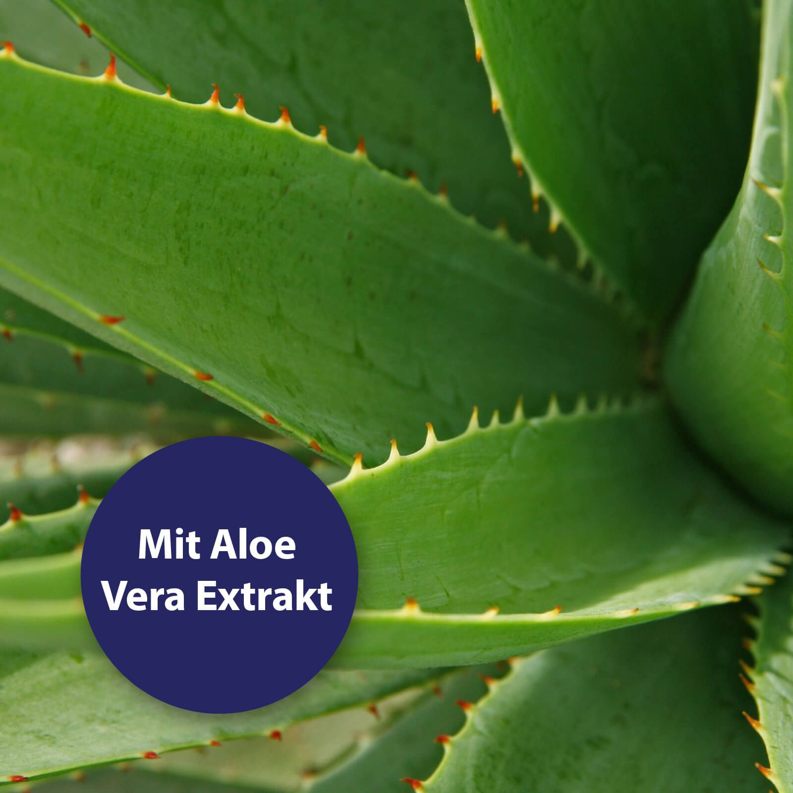 Pflanze, Aloe