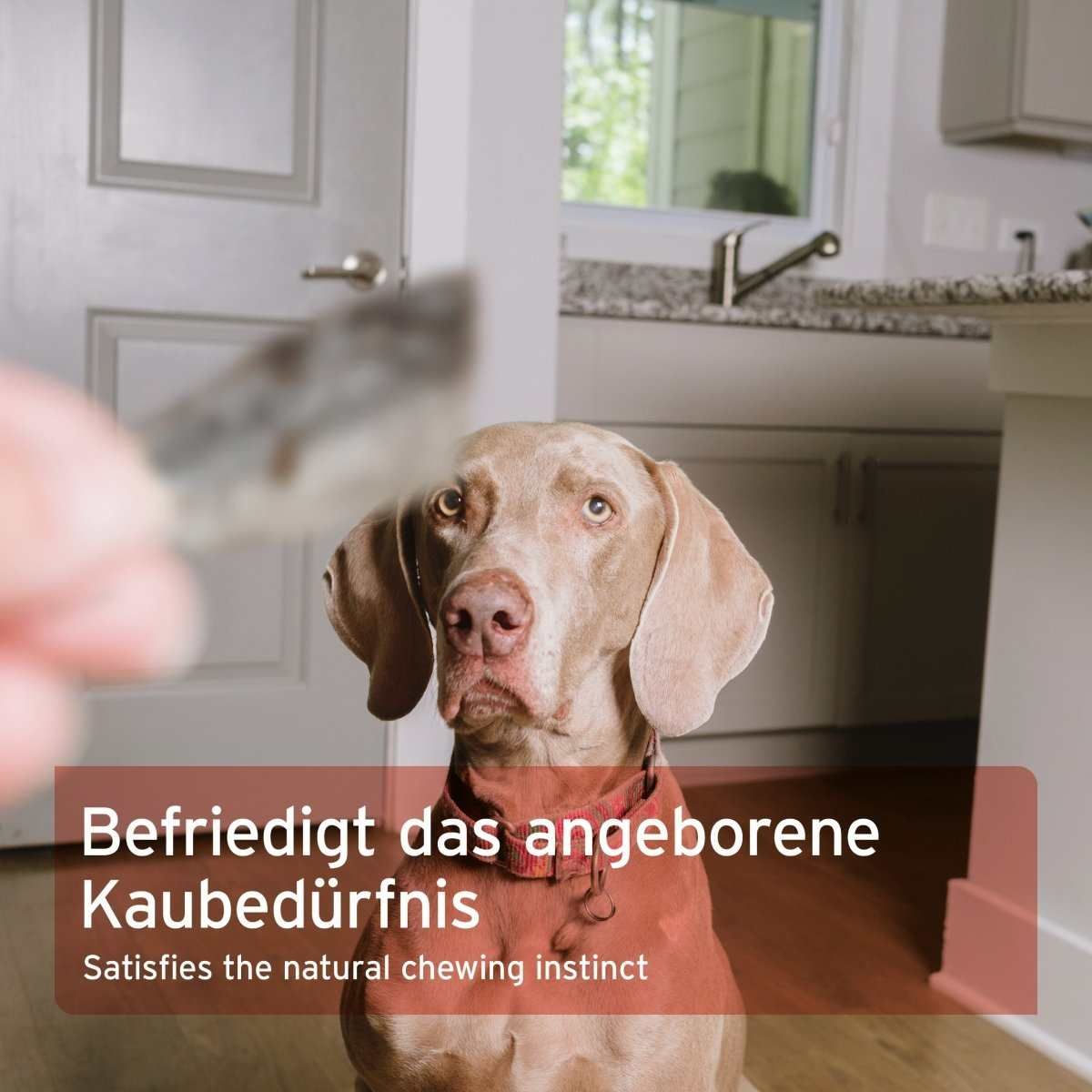 Schnauze, Hund, Säugetier, Haustier