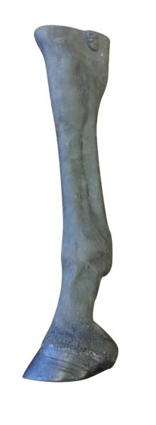 Erler-Zimmer Pferde Palpations- und Röntgenbein