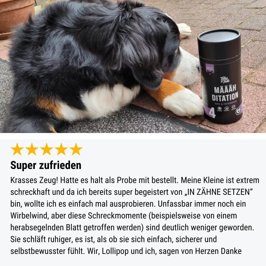 Tennis, Tennisball, Hund, Haustier, Welpe