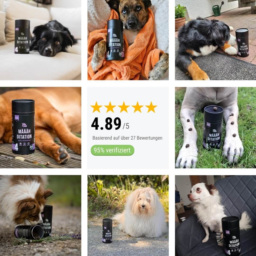 Hund, Welpe, Collage, Fotografie, Tasse