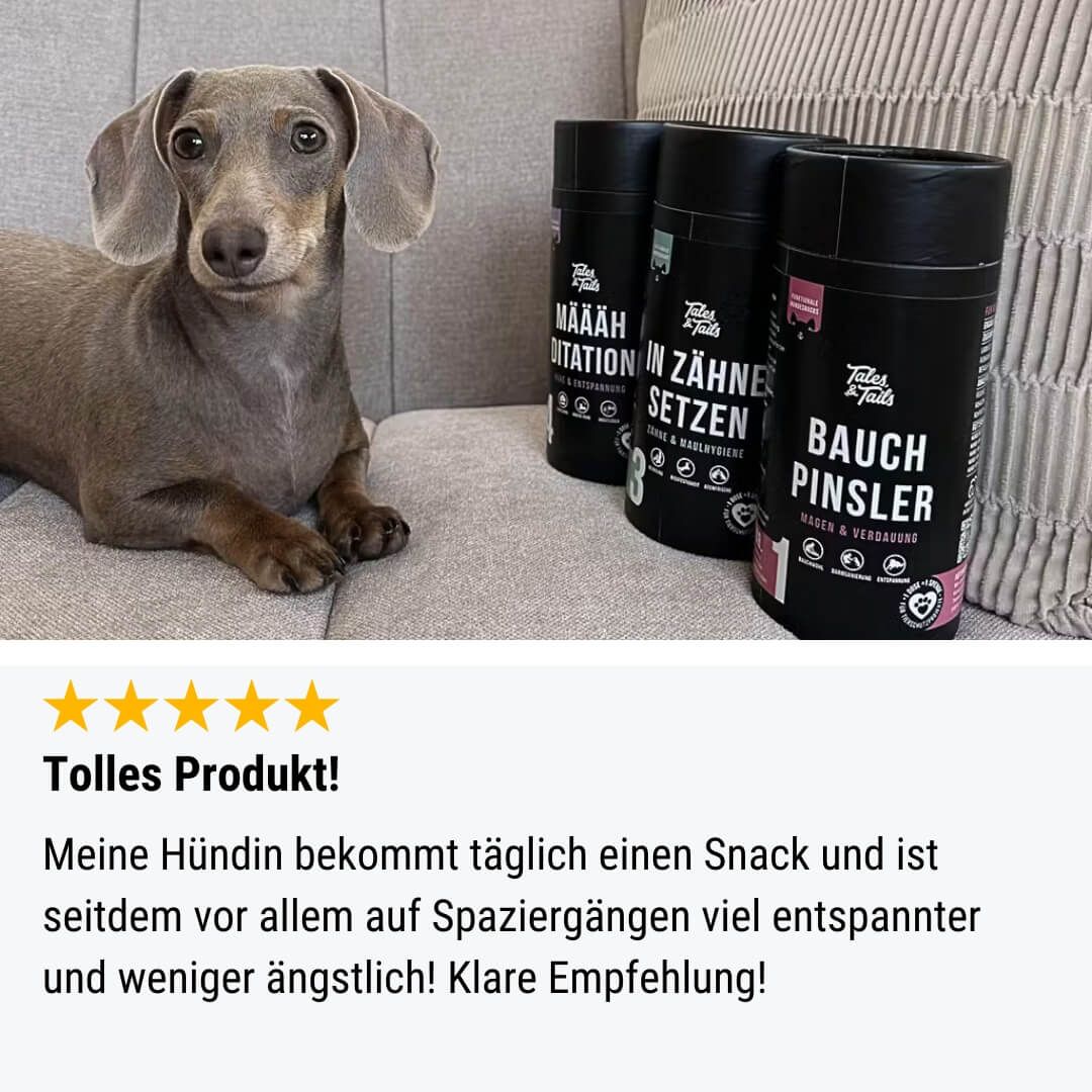 Tier, Hund, Säugetier, Haustier
