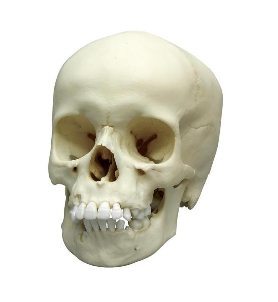 Erler-Zimmer Kinderschädel, 9-jährig