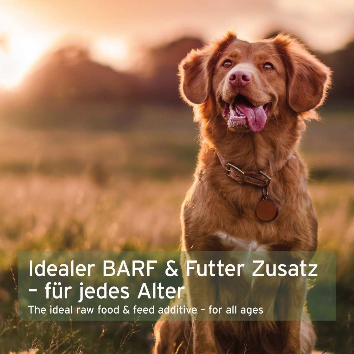 Hund, Golden Retriever, Säugetier, Haustier