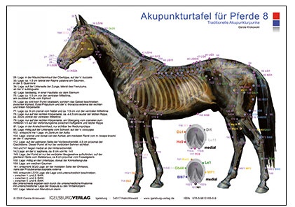Akupunkturtafel Pferd 8