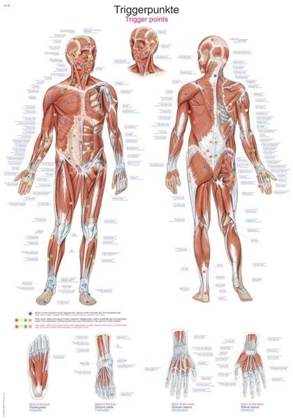 Erler-Zimmer Lehrtafel "Triggerpunkte", 50x70cm