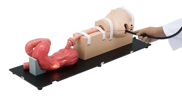 Erler-Zimmer OGD-(Oesophago-Gastro-Duodenoskopie-)Simulator