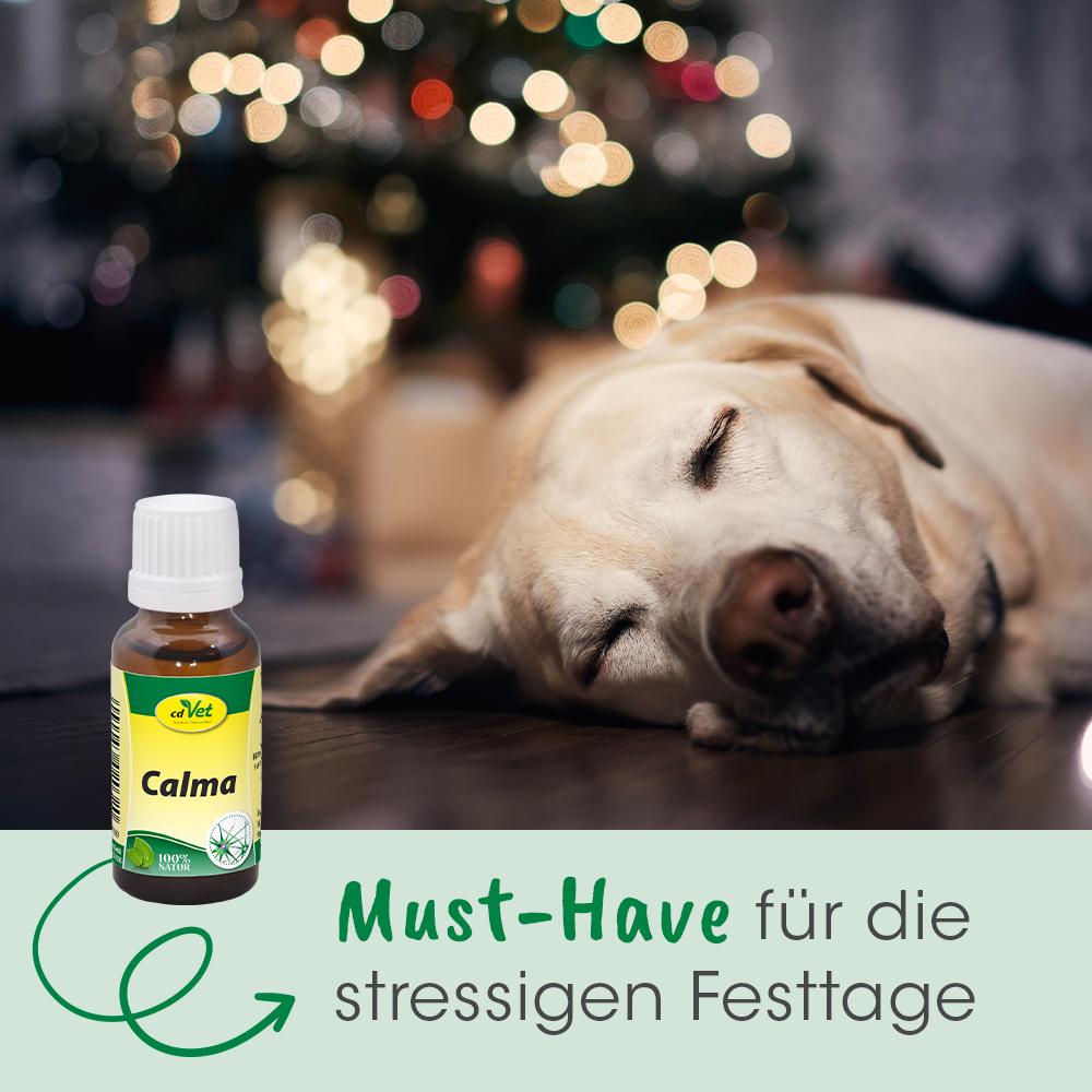 Tier, Hund, Säugetier, Haustier