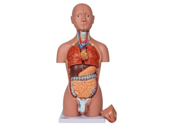Erler-Zimmer Miniaturtorso, 16-teilig, zweigeschlechtig