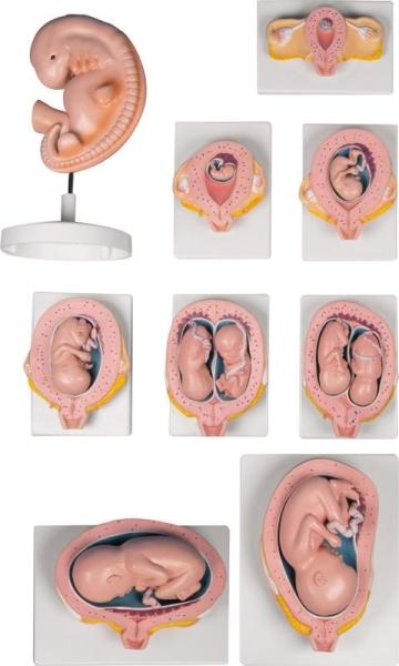 Erler-Zimmer Schwangerschaftsserie, 9 Modelle
