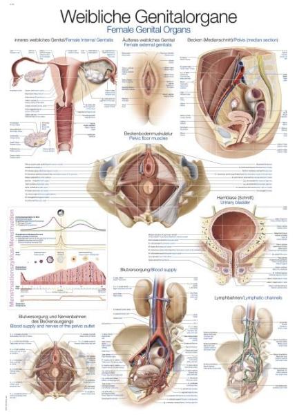 Erler-Zimmer Lehrtafel "Weibliches Genital", 50x70cm