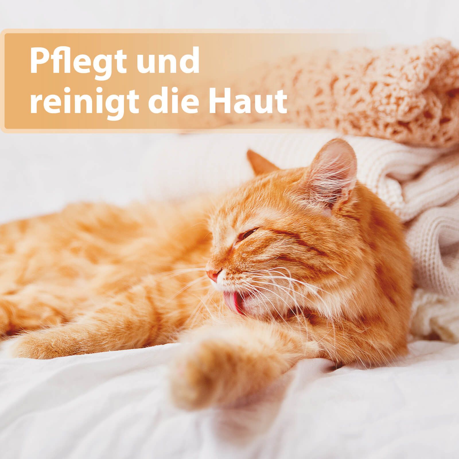 Katze, Kätzchen, Haustier, Kopf, Person, Katze, Kätzchen, Haustier, Kopf, Person