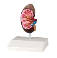 Erler-Zimmer Übungsarm Intravenöse Injektion