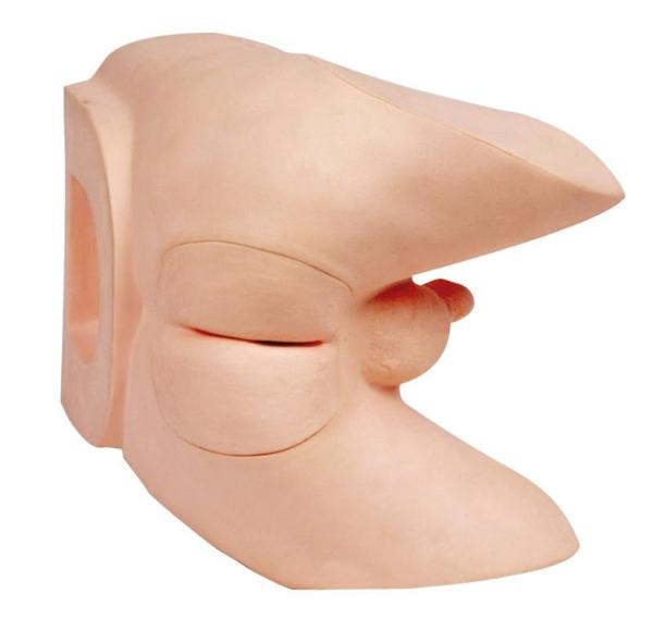 Erler-Zimmer Prostata-Untersuchungs-Trainer