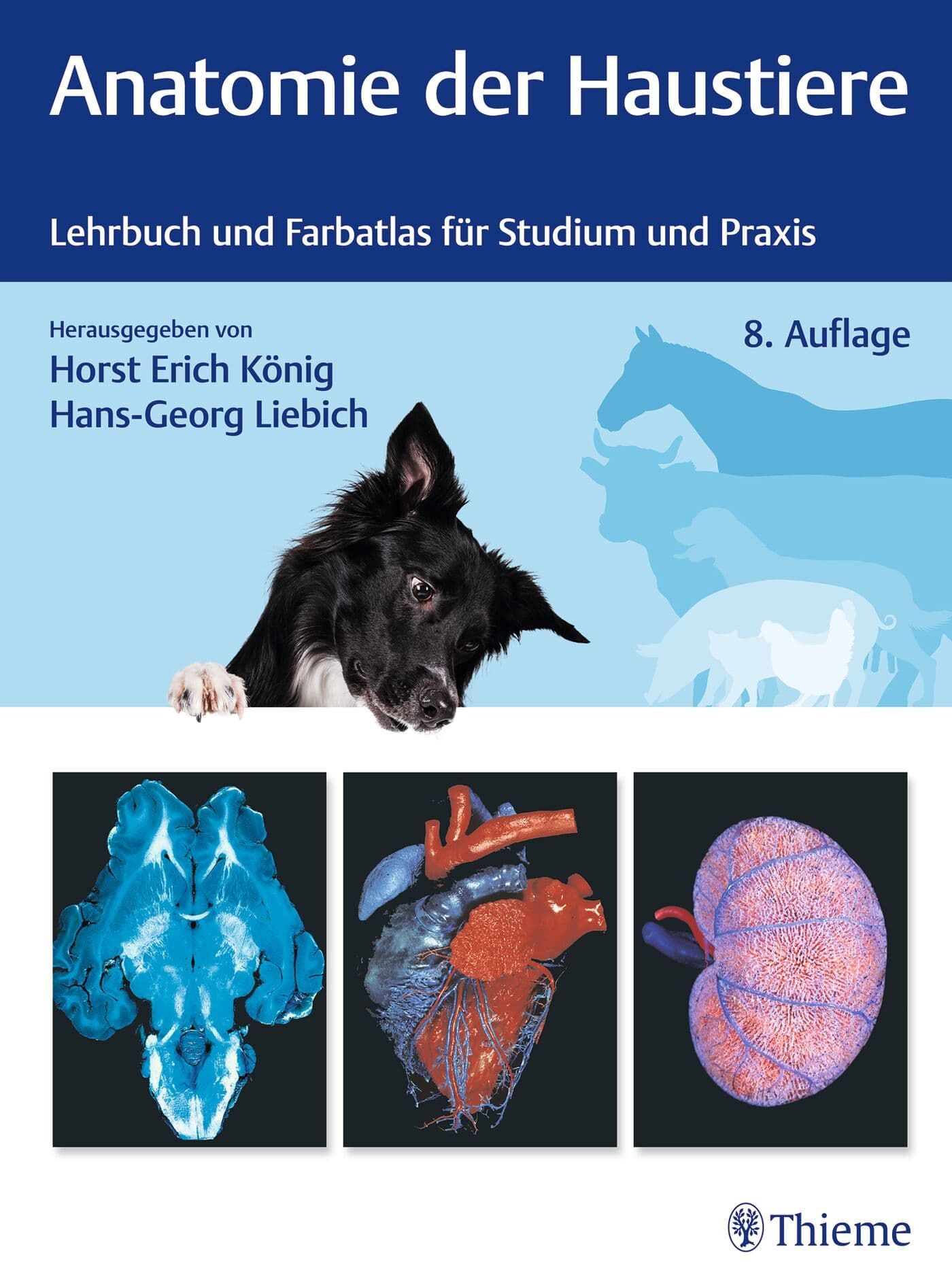 Hund, Säugetier, Haustier, Eis
